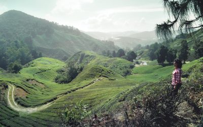 Explore Cameron Highlands in Peninsular Malaysia